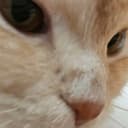 팬리