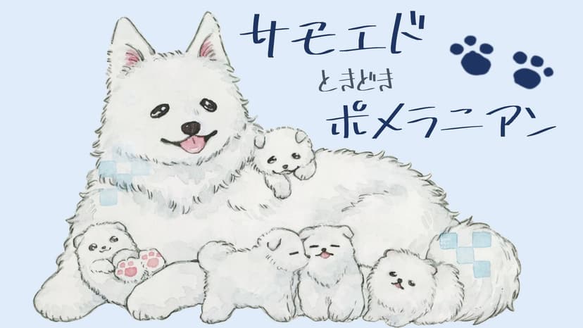 サモエドときどきポメラニアン
