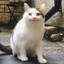 田園