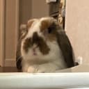 ぱる