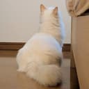 ねむの木