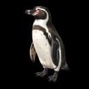 ペンギン