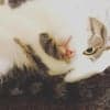 カモミル avatar icon