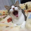 酒呑みねこ