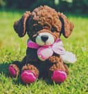 棗めい（なつめめい）