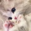 ねこる avatar icon