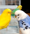 ゆうひ