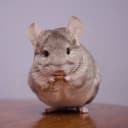 しゅがーミルク